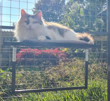 Ligplateau's voor in de kattenren! Nieuw. beschikbaar voor biedingen