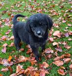 10 mooie Berner Sennen x Golden Retriever pups 5 T. 5 R., Dieren en Toebehoren, Overige rassen, CDV (hondenziekte), 8 tot 15 weken