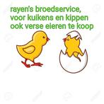 Kip, Dieren en Toebehoren, Pluimvee, Vrouwelijk, Kip