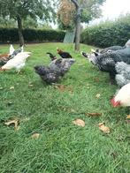 Legkippen  mechelse koekoek, Dieren en Toebehoren, Pluimvee, Vrouwelijk, Kip
