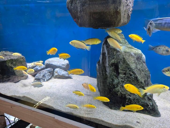 Malawi labidochromis caeruleus (yellow), Dieren en Toebehoren, Vissen | Aquariumvissen, Vis