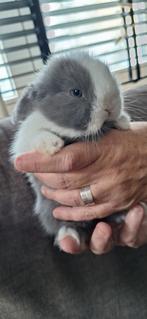 Mooie zuivere jonge Minilop konijntjes, Meerdere dieren, Dwerg, Hangoor, 0 tot 2 jaar