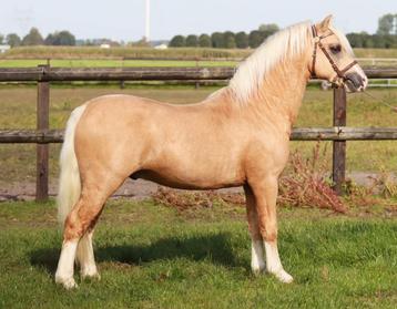 Prachtige 2,5 jarige palomino Welsh A hengst beschikbaar voor biedingen