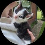 *** LIEVE KITTENS ***, Dieren en Toebehoren