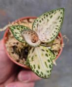 Jewel orchid Goodyera schlechtendaliana var Nishikiran Japan