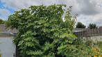 Vijgenboom vijg, Ophalen, Taxus