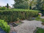 Bamboe Fargesia 17x0,8x2 meter, Tuin en Terras, Ophalen of Verzenden, Bloeit niet, Overige soorten, Halfschaduw