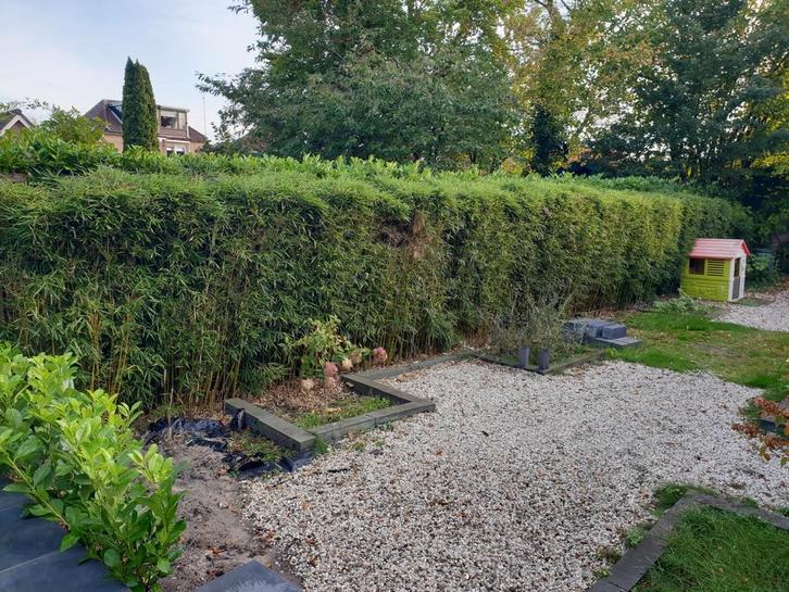 Bamboe Fargesia 17x0,8x2 meter, Tuin en Terras, Planten | Tuinplanten, Overige soorten, Halfschaduw, Bloeit niet, Ophalen of Verzenden