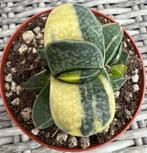 Gasteria Carinata Verrucosa Variegata, Huis en Inrichting, Kamerplanten, Minder dan 100 cm, Ophalen of Verzenden, Vetplant