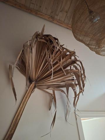 Gedroogde Palmbladeren - Decoratie beschikbaar voor biedingen