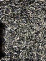 Hoogpolig vloerkleed prima conditie, 200 cm of meer, Modern, Rechthoekig, Beige