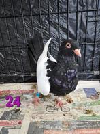 Ekster duiven, Meerdere dieren