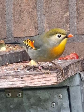 2 x japanse nachtegaal man ger v 24 en 25 vol op zang beschikbaar voor biedingen