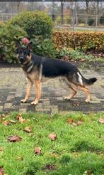 Duitse Herder  voor bewaking, Dieren en Toebehoren, 6 jaar of ouder, Reu, Parvo, Eén hond