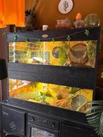 Baardagaam plus terrarium, Dieren en Toebehoren, Overige soorten, Met terrarium, 0 tot 2 jaar