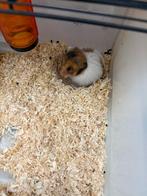 Hamsters 1 jaar oud TE KOOP €5, Dieren en Toebehoren, Knaagdieren, Hamster, Augustus, Meerdere dieren, Tam