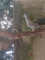 Australische kuifduifen, Dieren en Toebehoren, Vogels | Duiven, Meerdere dieren, Overige soorten