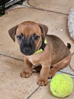 Te koop: Jack Russel pups, Black&tan/bruin, 8 tot 15 weken, Parvo, Meerdere, Nederland