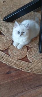 Ragdoll kruising - Kittens, Kater