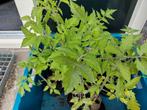 Biologische tomatenplanten, tomaten planten, Overige soorten, Minder dan 100 cm, Zomer, Ophalen