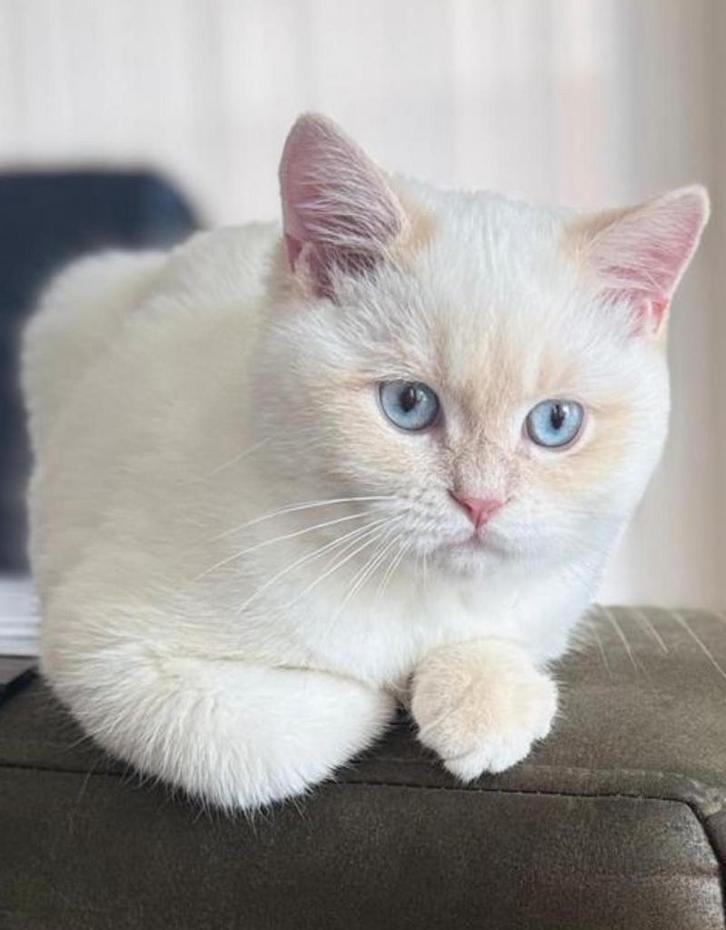 Brits Korthaar, Dieren en Toebehoren, Katten en Kittens | Raskatten | Korthaar, Kater, 0 tot 2 jaar, Ingeënt