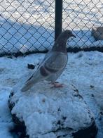 Piepers kleurpostduif, Meerdere dieren, Postduif