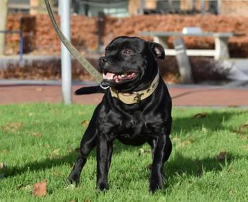 Dekreu Staffordshire Bull Terrier Engelse Stafford beschikbaar voor biedingen