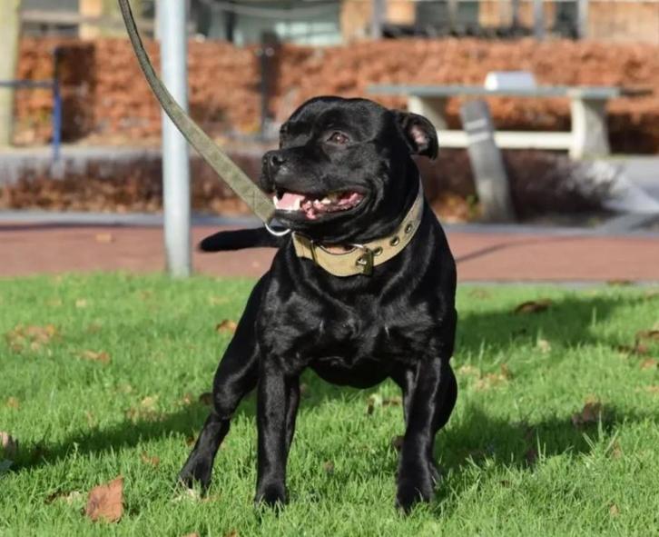 Dekreu Staffordshire Bull Terrier Engelse Stafford, Dieren en Toebehoren, Honden | Jack Russells en Terriërs, Reu, Overige rassen