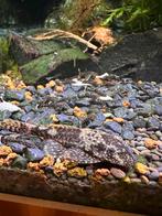 Borstelneus algeneters. Nunspeet, Dieren en Toebehoren, Vissen | Aquariumvissen, Vis