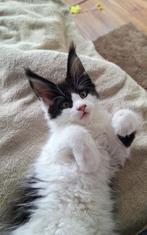 prachtige Main Coon Kittens met Stamboom, Meerdere dieren, Gechipt, 0 tot 2 jaar