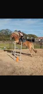 Super Haflinger Merrie, Dieren en Toebehoren, Paarden, Merrie, Dressuurpaard