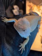 In Juni 2025 geboren mannelijke baardagaam, Hagedis, 0 tot 2 jaar