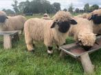 2 Walliser Schwarznase ramlammeren, Dieren en Toebehoren, Schapen, Geiten en Varkens, Mannelijk, Schaap