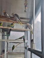 Te koop valkparkieten, Dieren en Toebehoren, Vogels | Parkieten en Papegaaien, Meerdere dieren, Parkiet