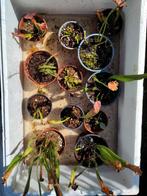 Div vleesetende planten, Huis en Inrichting, Kamerplanten, Ophalen, Overige soorten, Minder dan 100 cm