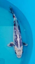 Aoki - Beni Kikokuryu - 35/40cm, Karper of Koi