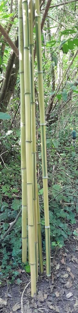 Bamboe stokken ca 2-3cm dik tot 350cm lang, Tuin en Terras, Palen, Balken en Planken, Nieuw, 250 cm of meer, Ophalen