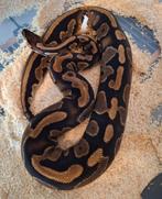 Leopard Het Piebald, Dieren en Toebehoren, Reptielen en Amfibieën, Slang, 3 tot 6 jaar