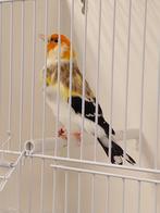 Koppel putters, Dieren en Toebehoren, Meerdere dieren, Kleurkanarie