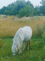Verzorger gezocht / verzorgpony aangeboden, Dieren en Toebehoren, Stalling en Weidegang