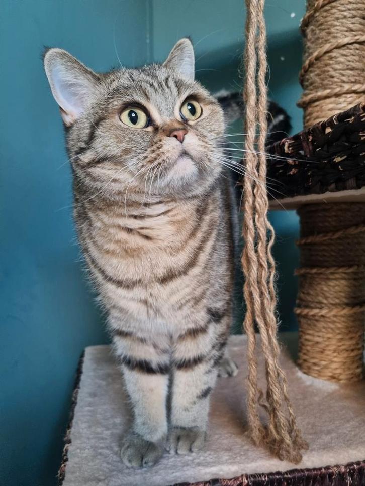 Britse korthaar 4 jaar, Dieren en Toebehoren, Katten en Kittens | Dekkaters