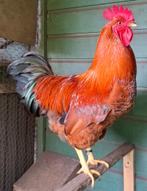 welsumer haan, Mannelijk, Kip