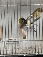 Baardsijzen, Meerdere dieren