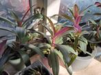 Mooie vetplanten voor binnen, Ophalen, Vetplant, Halfschaduw, In pot