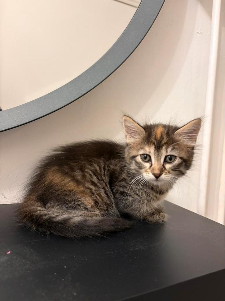 Lieve Turkse-Van kruising kitten, Dieren en Toebehoren, Katten en Kittens | Raskatten | Langhaar, Poes, 0 tot 2 jaar, Ontwormd