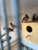 Jonge gordelgrasvinkjes, Dieren en Toebehoren, Vogels | Overige Vogels, Meerdere dieren, Tropenvogel