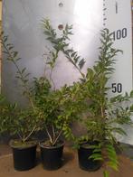 Forsythia suspensa – Hangend chinees klokje, Overige soorten, Ophalen of Verzenden, Struik, 100 tot 250 cm