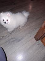 Een mooi pomeriaan reutje 17 06 2025, Keeshond, 15 weken tot 1 jaar, Reu, CDV (hondenziekte)