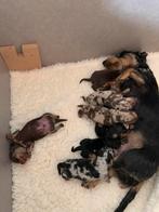 Dwerg teckel pup black&tan teefje, Dieren en Toebehoren, Honden | Teckels en Dashonden, Rabiës (hondsdolheid), 8 tot 15 weken