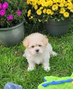 Leuke boomer pups te koop!, Dieren en Toebehoren, Overige rassen, CDV (hondenziekte), 8 tot 15 weken, Meerdere